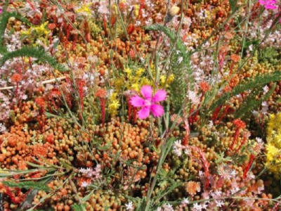 sedum kruiden mat